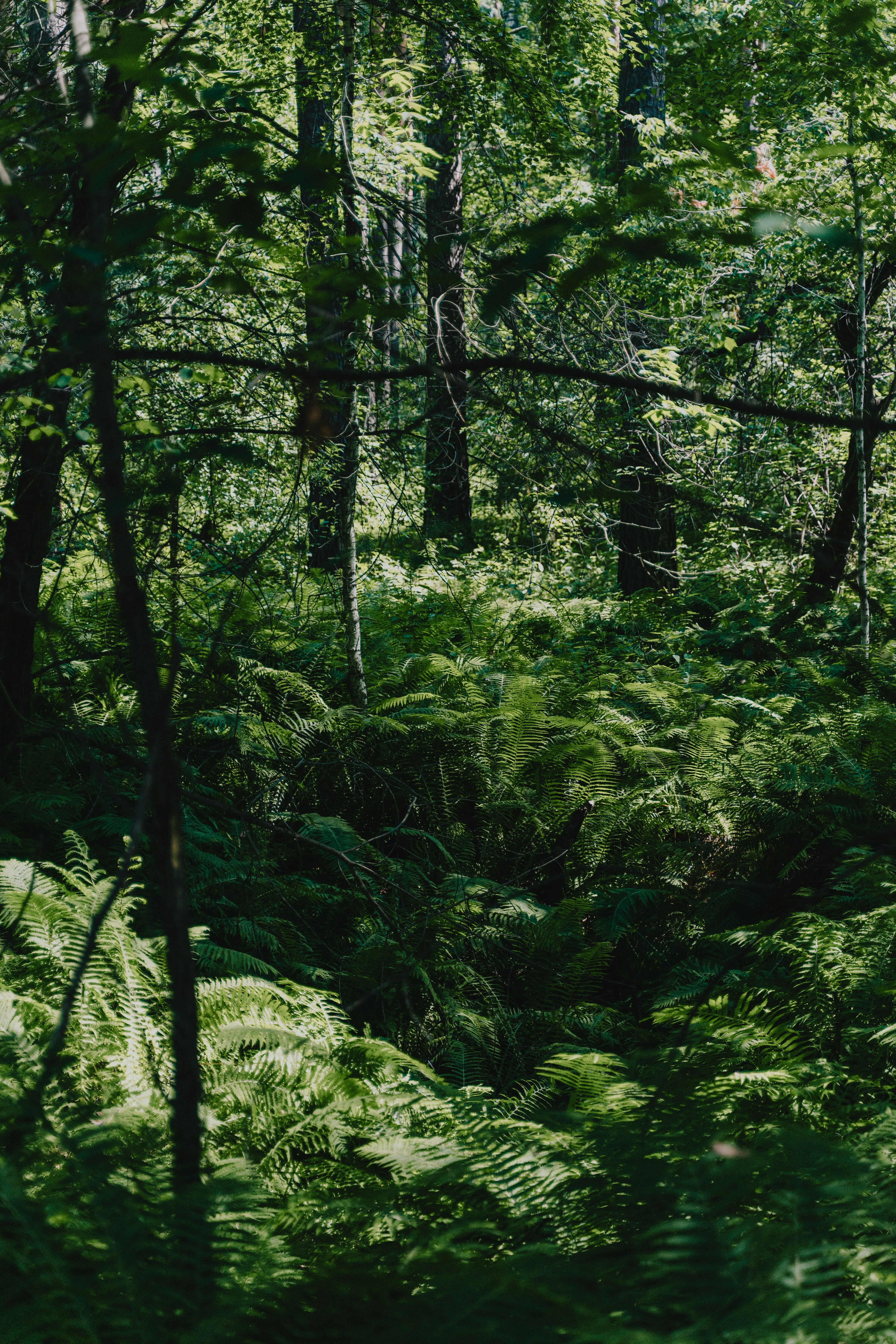 Green fern forest | Made with Grace | handmade jewellery nz